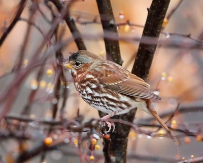 Sparrows - genus Passerella