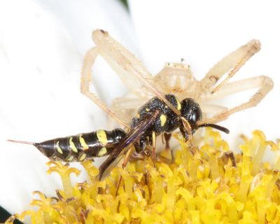 Club-horned Wasps - Sapygidae