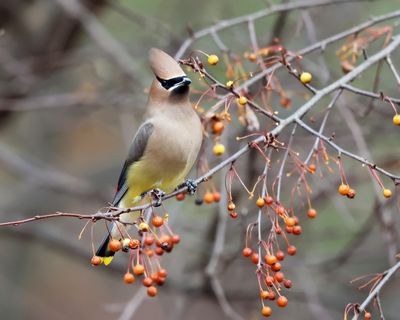 Cedar Waxwing - Bombycilla cedrorum