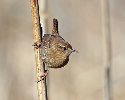 Winter Wren - Troglodytes hiemalis