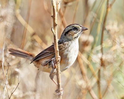 Swamp Sparrow - Melospiza georgiana
