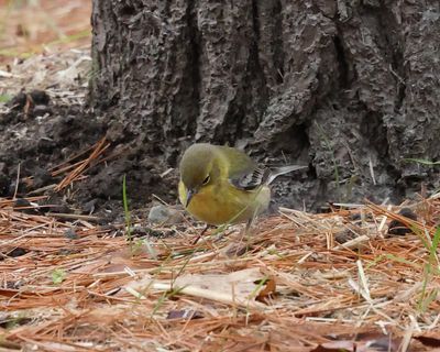 Pine Warbler - Setophaga pinus