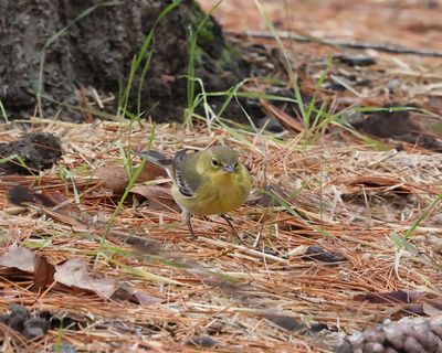 Pine Warbler - Setophaga pinus