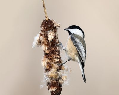 Black-capped Chickadee - Poecile atricapilla