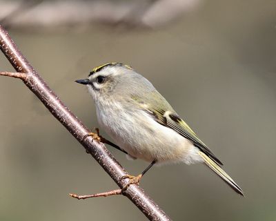 Golden-crowned Kinglet - Regulus satrapa