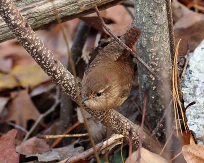 Winter Wren - Troglodytes hiemalis