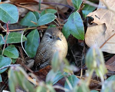 Winter Wren - Troglodytes hiemalis