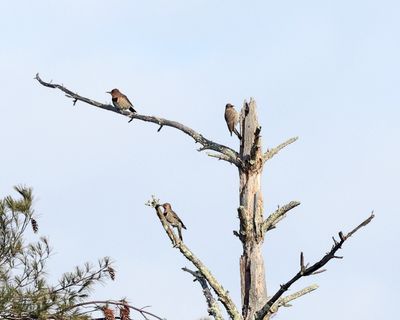 trio of Northern Flickers (Colaptes auratus)