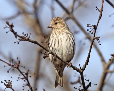 Pine Siskin - Spinus pinus