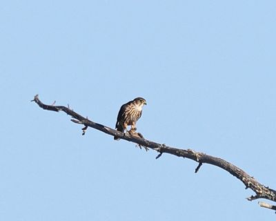 Merlin - Falco columbarius