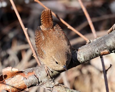 Winter Wren - Troglodytes hiemalis