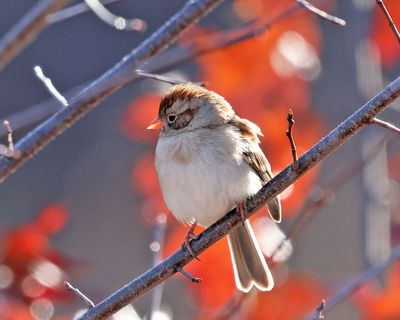 Sparrows - genus Spizella