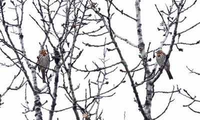 Fox Sparrow - Passerella iliaca