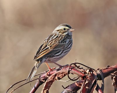 Sparrows - genus Passerculus