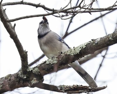 Blue Jay - Cyanocitta cristata