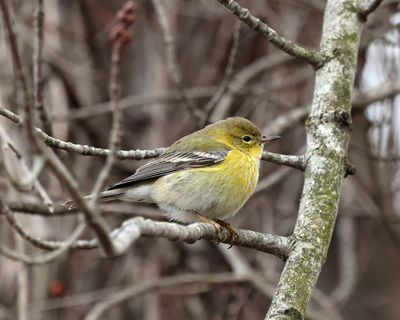 Pine Warbler - Setophaga pinus