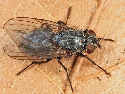 Muscina levida