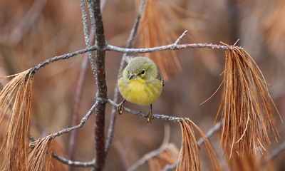 Pine Warbler - Setophaga pinus