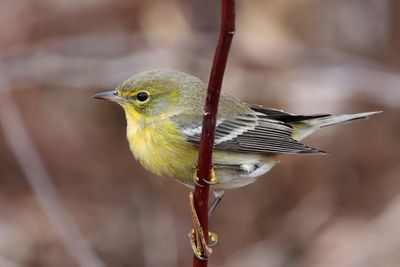 Pine Warbler - Setophaga pinus