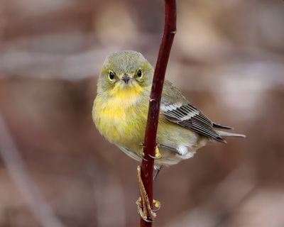 Pine Warbler - Setophaga pinus