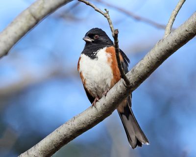 Eastern Towhee -  Pipilo erythrophthalmus