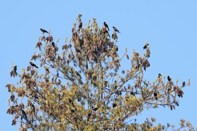 Red-winged Blackbirds - Agelaius phoeniceus