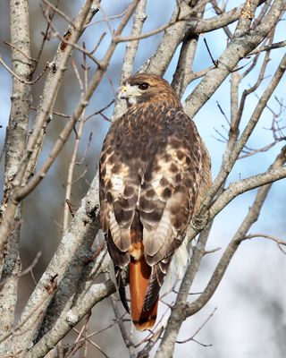 Red-tailed Hawk - Buteo jamaicensis