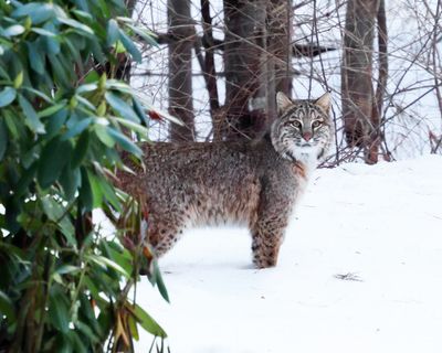  Bobcat - Lynx rufus