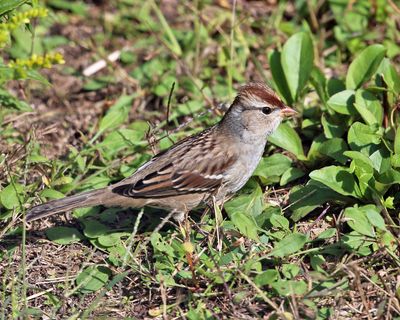 White-crowned Sparrow - Zonotrichia leucophrys