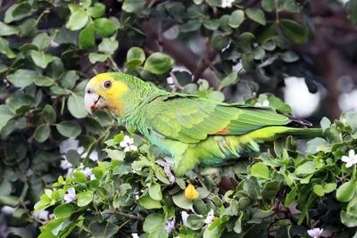  Yellow-shouldered Parrot - Amazona barbadensis