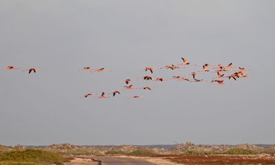  American Flamingo - Phoenicopterus ruber