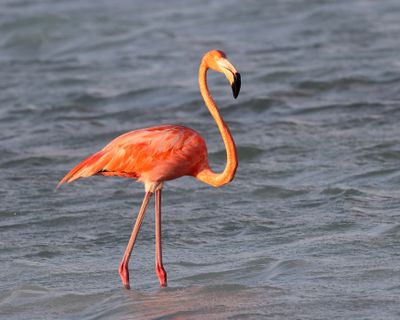  American Flamingo - Phoenicopterus ruber