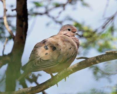  Eared Dove - Zenaida auriculata