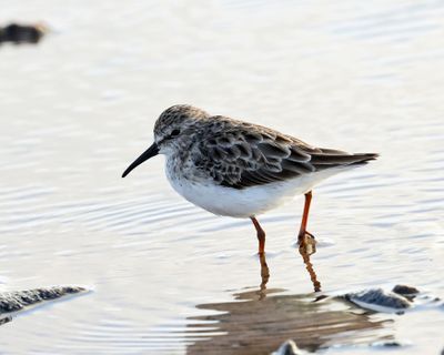 Least Sandpiper - Calidris minutilla