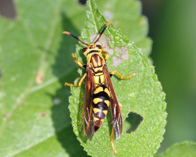  Curaao Paper Wasp - Polistes myersi curassavicus