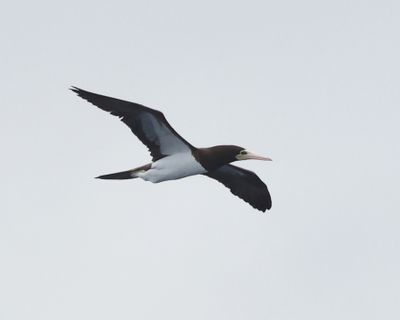  Brown Booby - Sula leucogaster