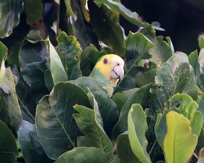 Yellow-shouldered Parrot - Amazona barbadensis