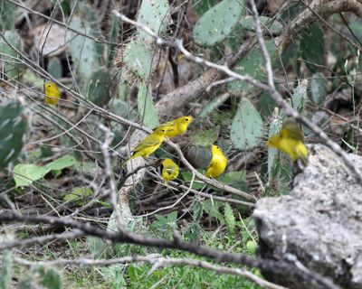 Yellow Warbler - Setophaga petechia