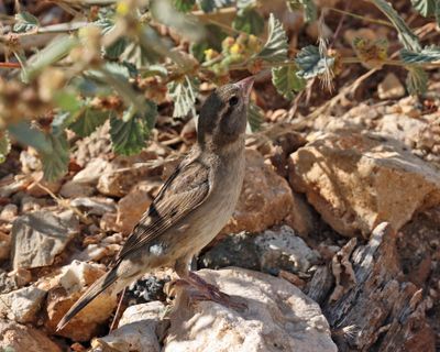 House Sparrow - Passer domesticus