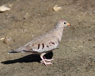  Common Ground Dove - Columbina passerina