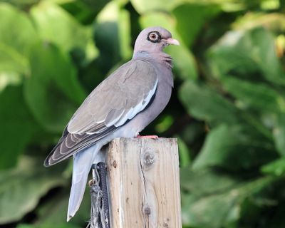  Bare-eyed Pigeon - Patagioenas corensis