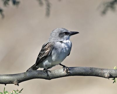  Gray Kingbird - Tyrannus dominicensis