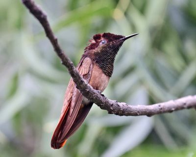  Ruby-topaz Hummingbird - Chrysolampis mosquitus