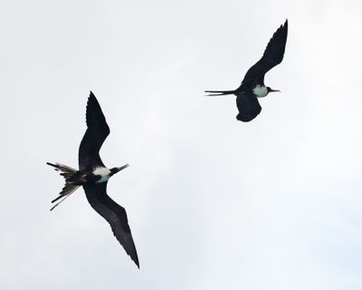  Magnificent Frigatebirds - Fregata magnificens
