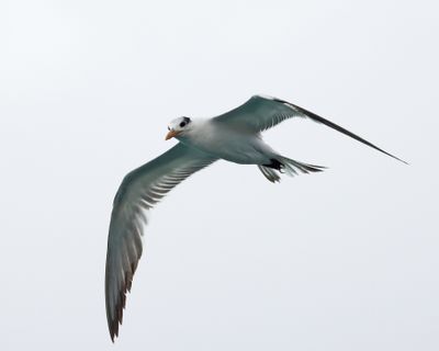  Royal Tern - Thalasseus maximus