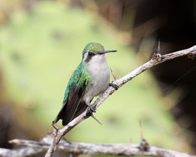  Blue-tailed Emerald - Chlorostilbon mellisugus