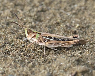 Rhammatocerus sp. grasshopper