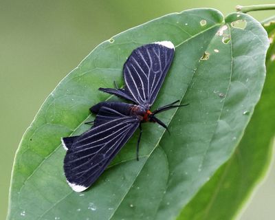 White-tipped Black Moth - Melanchroia chephise