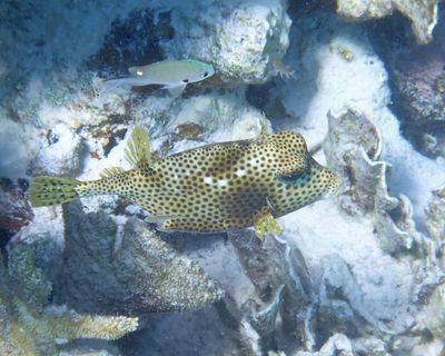 Spotted Trunkfish - Lactophrys bicaudalis