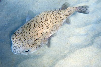 Spotted Porcupinefish - Diodon hystrix